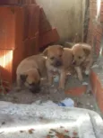 cachorrinhos