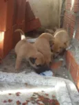 cachorrinhos