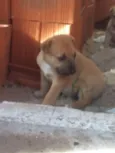 cachorrinhos