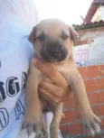 cachorrinhos