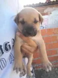 cachorrinhos