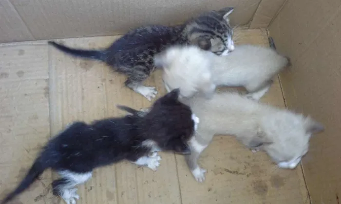 Gato raça  idade Abaixo de 2 meses nome Não tem nome