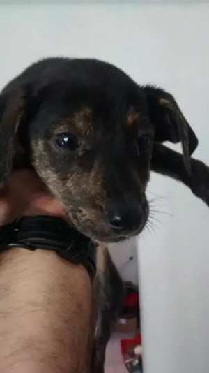 Cachorro raça SRD idade 2 a 6 meses nome filhotes