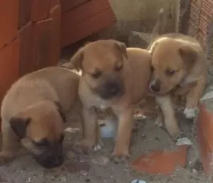 Cachorro raça vira lata  idade 2 a 6 meses nome cachorrinhos