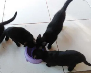 Gato raça Vira-lata idade 2 a 6 meses nome (ainda sem nomes)