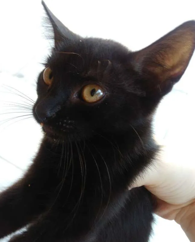 Gato raça Vira-lata idade 2 a 6 meses nome (ainda sem nomes)