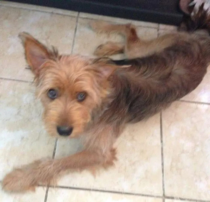 Cachorro ra a indefinida idade 7 a 11 meses nome juju