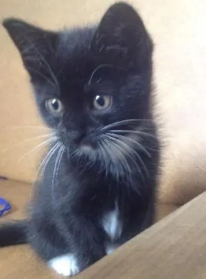 Gato raça SRD idade Abaixo de 2 meses nome Não tem