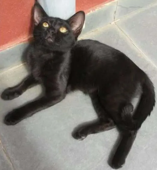 Gato ra a  idade 7 a 11 meses nome Eu chamo ela de Elza