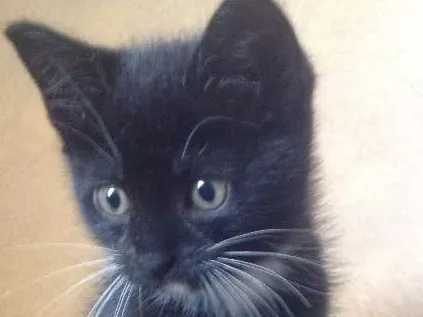 Gato raça SRD idade Abaixo de 2 meses nome Não tem