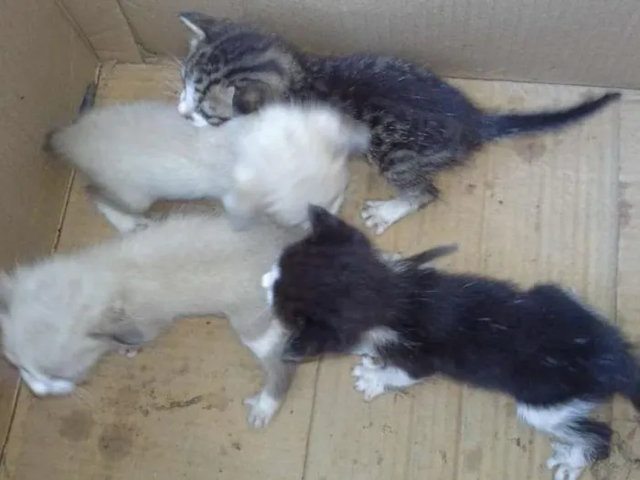 Gato raça  idade Abaixo de 2 meses nome Não tem nome