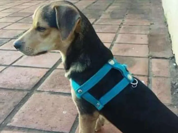 Cachorro ra a Basset com vira lata idade 7 a 11 meses nome Bob