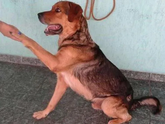 Cachorro ra a pastor idade 6 ou mais anos nome Apolo GRATIFICA