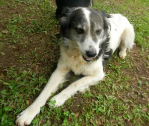 Cachorro raça SRD idade 6 ou mais anos nome Amendoim