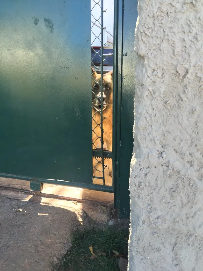 Cachorro ra a Pastor alemão idade  nome Thom  