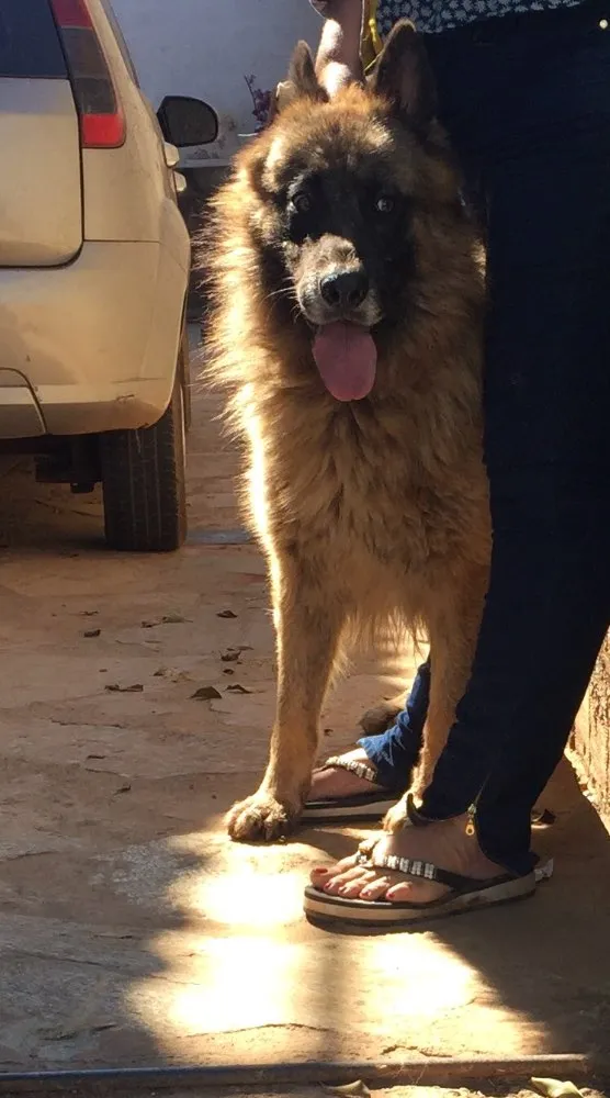 Cachorro ra a Pastor alemão idade  nome Thom  