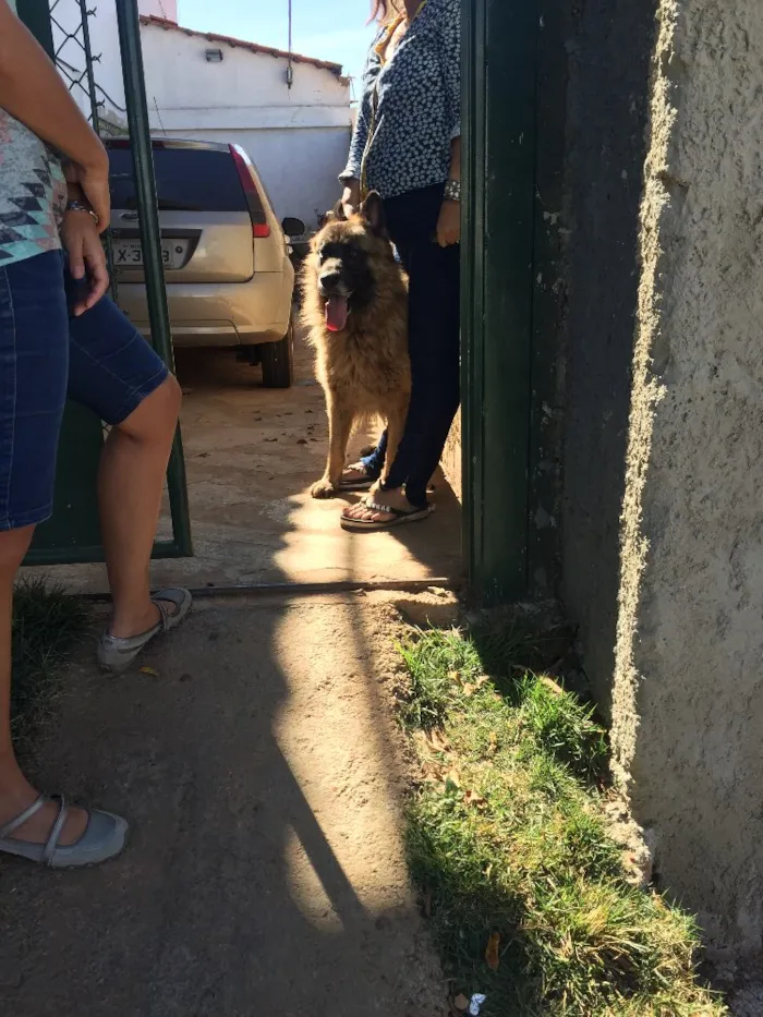Cachorro ra a Pastor alemão idade  nome Thom  