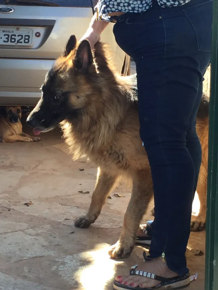 Cachorro ra a Pastor alemão idade  nome Thom  