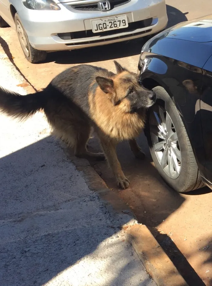 Cachorro ra a Pastor alemão idade  nome Thom  