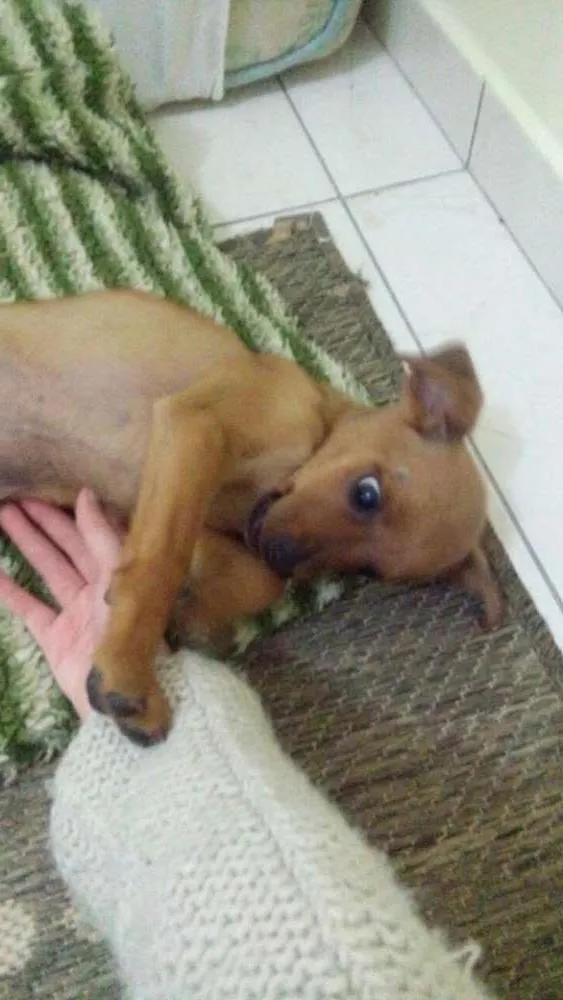 Cachorro ra a indefinida idade 2 a 6 meses nome Sem nome