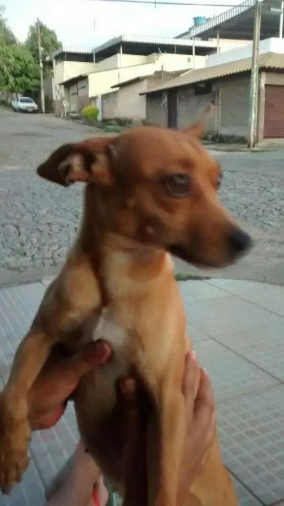Cachorro raça sem raça definida idade 4 anos nome Meg