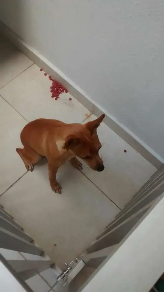 Cachorro raça sem raça definida idade 4 anos nome Meg