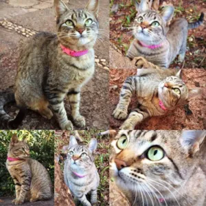 Gato raça SRD idade 1 ano nome Filó
