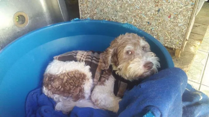 Cachorro ra a srd idade 3 anos nome Thiaguinho
