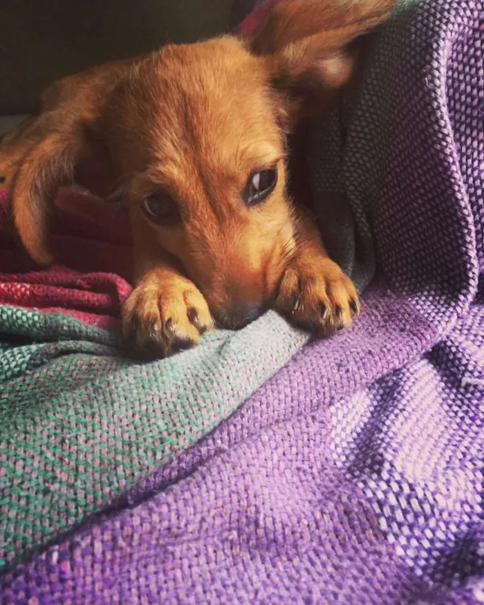 Cachorro ra a Vira lata idade 2 a 6 meses nome Miga