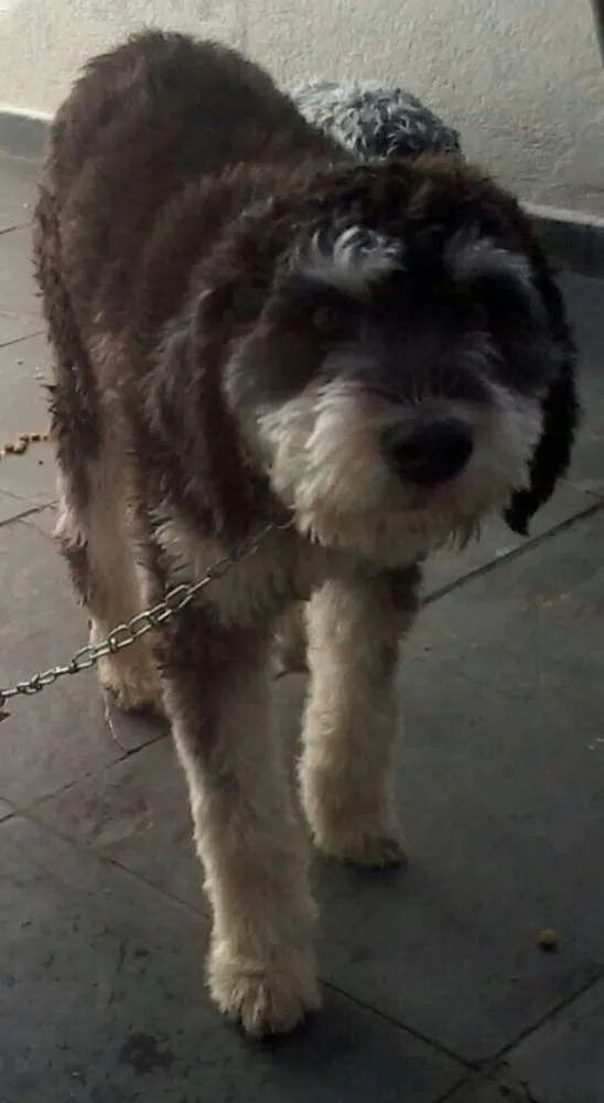 Cachorro ra a Vira Lata idade 7 a 11 meses nome Hulk