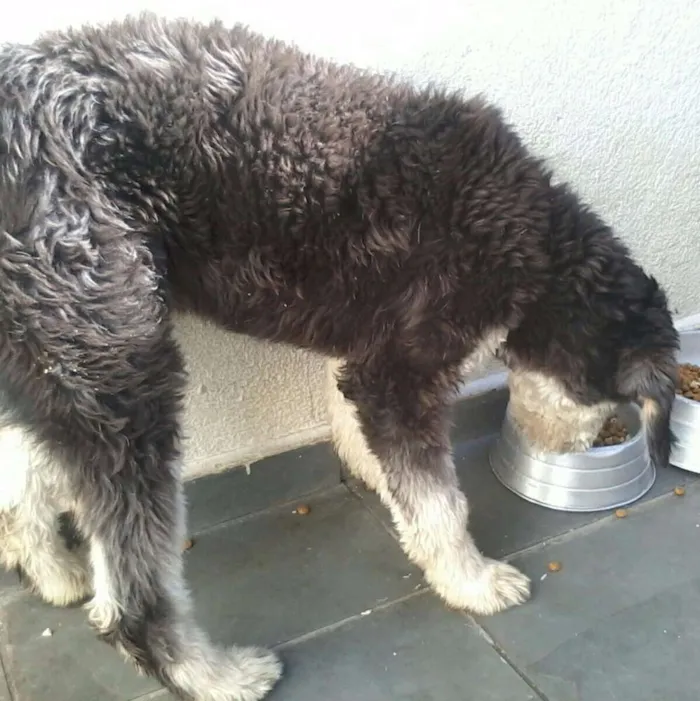 Cachorro ra a Vira Lata idade 7 a 11 meses nome Hulk