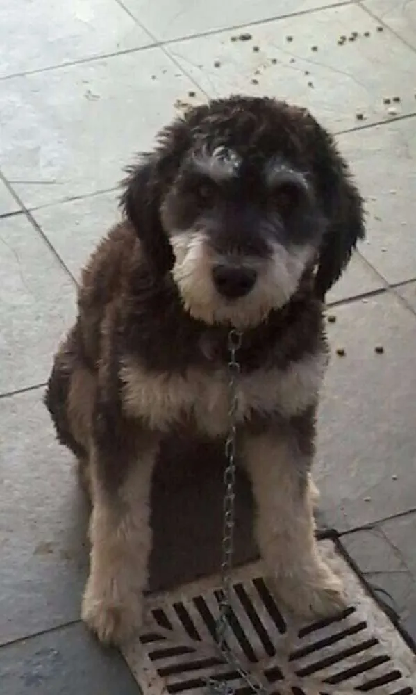 Cachorro ra a Vira Lata idade 7 a 11 meses nome Hulk