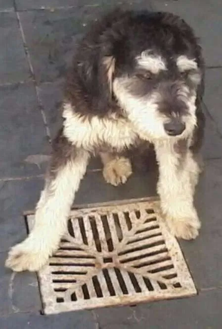 Cachorro ra a Vira Lata idade 7 a 11 meses nome Hulk