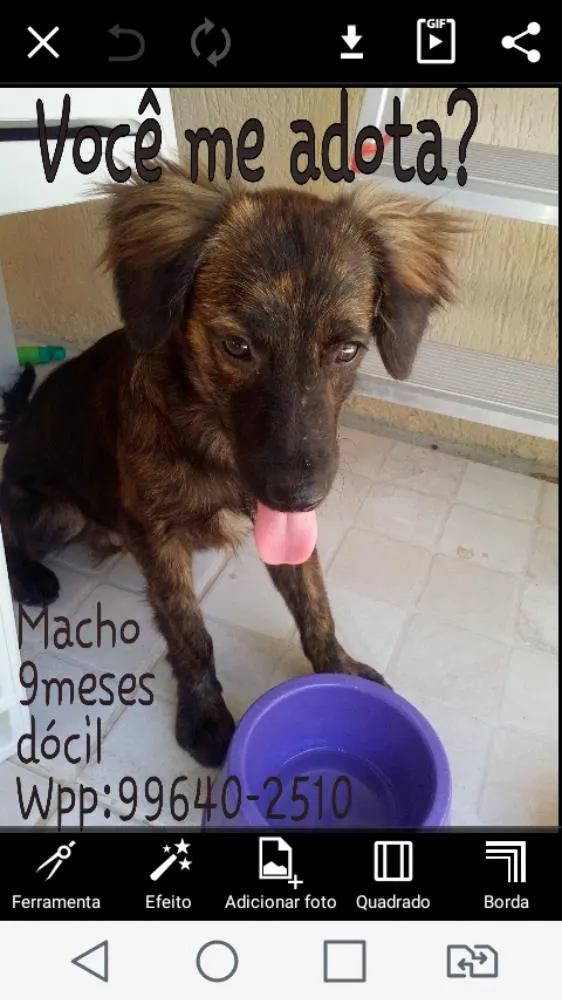 Cachorro ra a Srd idade 7 a 11 meses nome Lucio