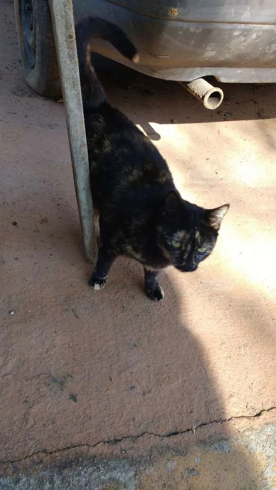 Gato ra a comum idade 2 a 6 meses nome sem nome
