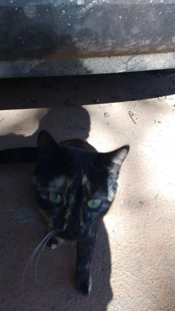 Gato ra a comum idade 2 a 6 meses nome sem nome