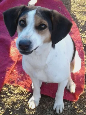 Cachorro raça SRD idade 2 anos nome Menina