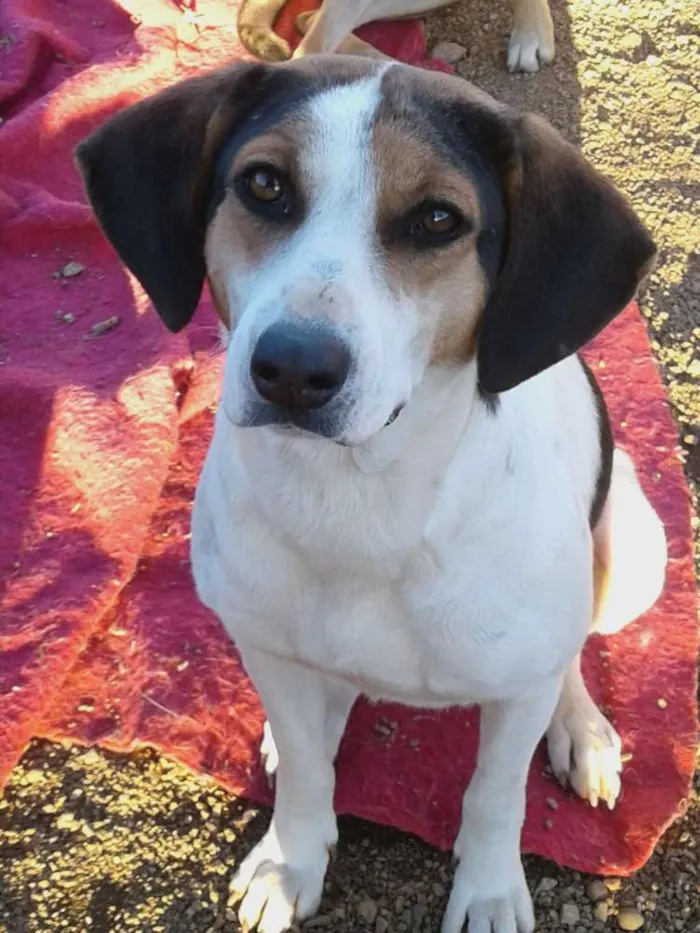 Cachorro raça SRD idade 2 anos nome Menina