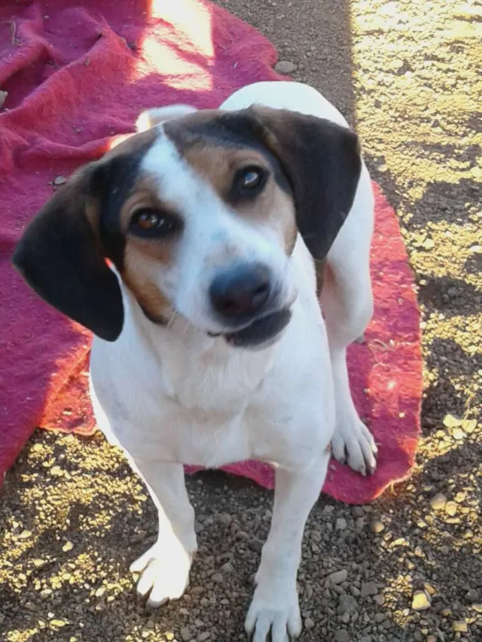 Cachorro raça SRD idade 2 anos nome Menina