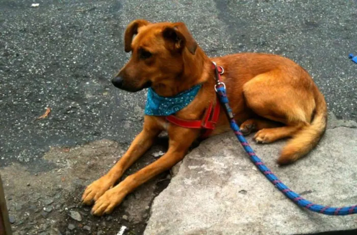 Cachorro ra a SRD idade  nome Amarelo