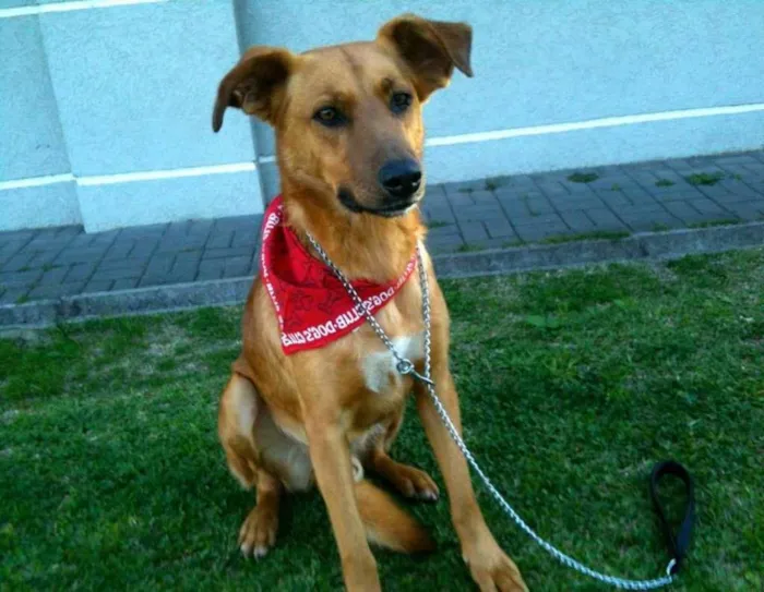 Cachorro ra a SRD idade  nome Amarelo