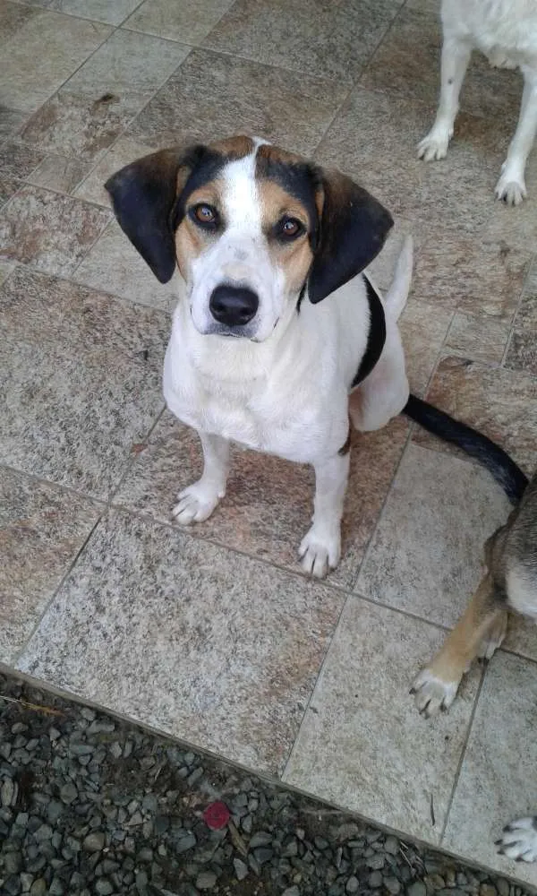 Cachorro raça SRD idade 2 anos nome Menina