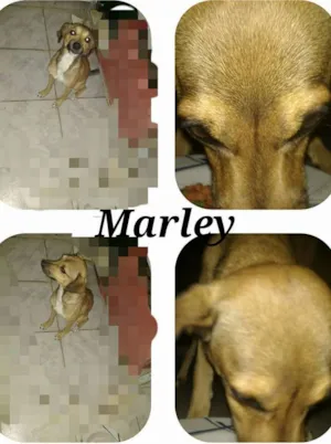 Cachorro raça Vira Lata idade 2 anos nome Marley
