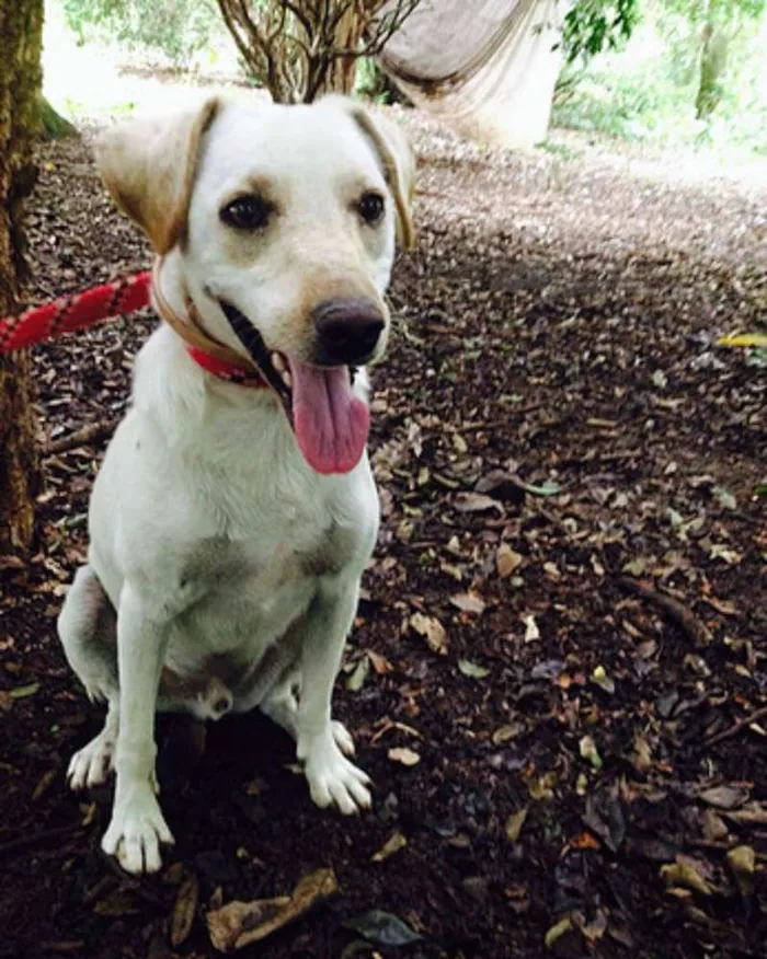 Cachorro ra a SRD idade 7 a 11 meses nome Marley