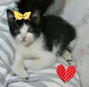 Gato raça SRD idade 2 a 6 meses nome Varias