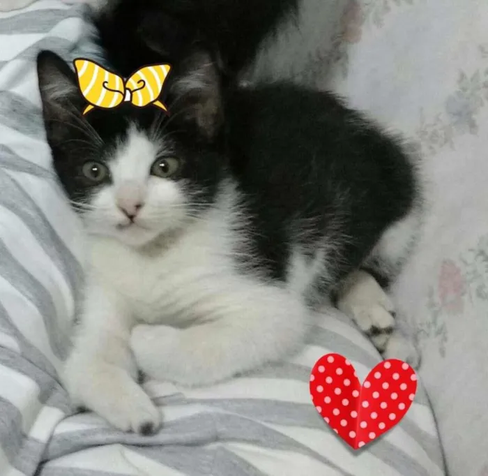 Gato ra a SRD idade 2 a 6 meses nome Varias