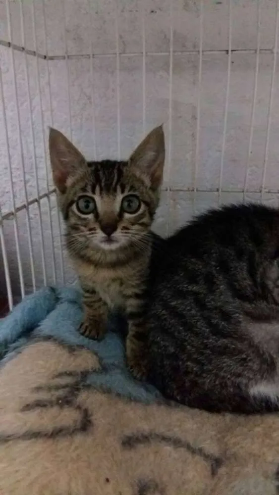 Gato ra a SRD idade 2 a 6 meses nome Varias