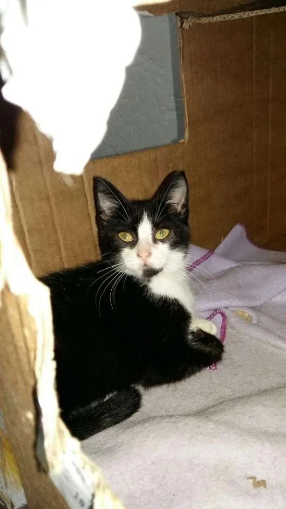 Gato ra a SRD idade 2 a 6 meses nome Varias