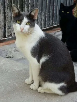 Gato raça SRD idade 2 a 6 meses nome Varios