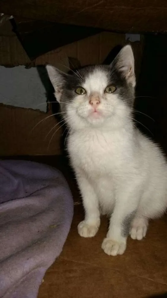 Gato raça SRD idade 2 a 6 meses nome Varios